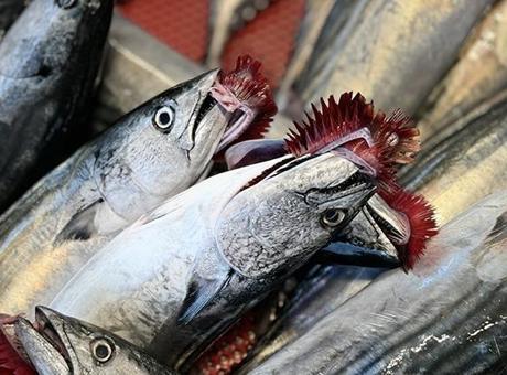 Türkiye'de Palamut Avcılığı 2024 Sezonunda Düşüş Gösterdi