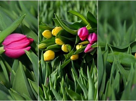 Antalya'da Su Kültürü ile Üretilen Lalelere İç Piyasalardan Yoğun İlgi