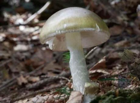 California'da 'Ölüm Şapkası' Mantarında Korkutucu Artış: Pişirmek Bile Kurtarmıyor