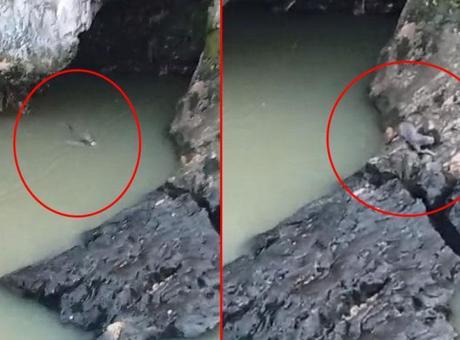 Elazığ'da Su Samuru Anları Cep Telefonuna Yansıdı