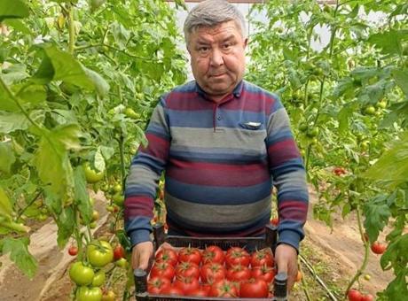 Eynal Domatesi: Simav'ın Coğrafi İşaretli Lezzeti Pazarlarda Yoğun Talep Görüyor