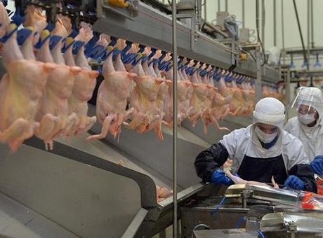 Tavuk İhracatında Yeni Kısıtlamalar: İç Piyasada Fiyatlar Düşmüyor