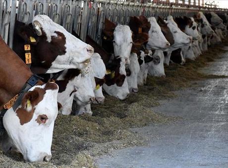 2025 Yılında Türkiye'de Büyükbaş Hayvan Sayısında Önemli Artış