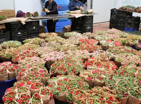 Türk Çiçek İhracatında Tarihi Başarı: 160 Milyon Dolar Gelir