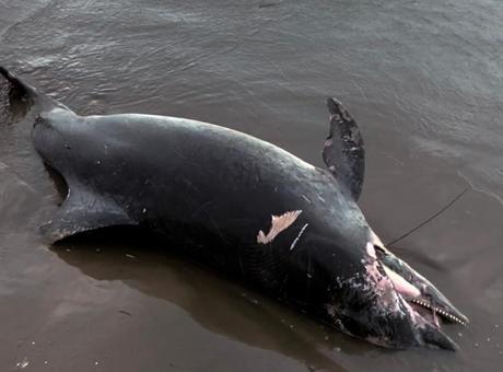 Adana Karataş'ta Fırtına Sonrası Sahile Vuran Ölü Yunus Bulundu
