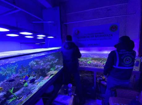 Sınırda Dev Operasyon: 85 Bin Canlı Hayvan Ele Geçirildi