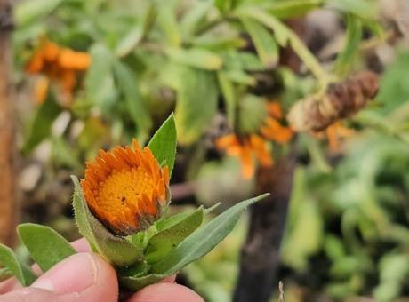 Bitlis'te Baharın İzi: Şubat Ayında Açan Çiçekler
