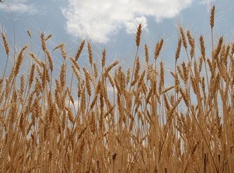 TMO Lisanslı Depolardaki Buğdayın Günlük Satışları Başlıyor