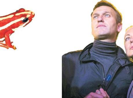 Dünya, Navalny'nin Ölümündeki Gizemli Kurbağa Zehirini Tartışıyor