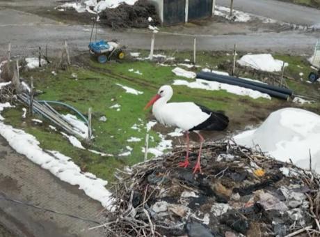 Bitlis'teki Leylek, Üç Yıldır Göç Etmeden Kışlarını Geçiriyor