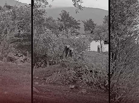 CHP'de Kriz ve İstifa: Zeytin Ağaçlarının Kesimi Tartışmaları Sürüyor