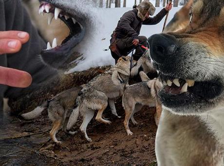 Sivas Dağlarındaki Kurt Adam: Beysun'un Doğayla İç İçe Yaşamı