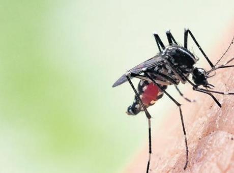 Küresel Isınma Avrupa'yı Tropikal Hastalıkların Kucağına Itiyor