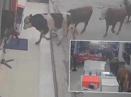 Batman'da Kaçak İnekler Beyaz Eşya Mağazasını Bastı: O Anların Görüntüleri Ortaya Çıktı