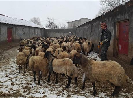 Muş'ta Devlet Destekleriyle Hayvancılıkta Önemli Gelişmeler