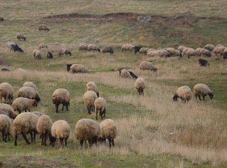 Küçükbaş Hayvancılığa Yeni Destek Projesi: Üreticilere Can Suğu Olacak