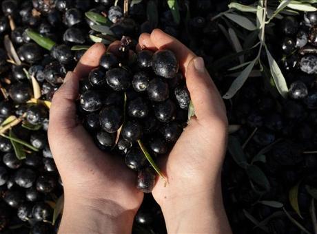 Antalya'da Zeytin Üretiminin Kalitesinin Artırılması İçin Önemli Adımlar Atılıyor