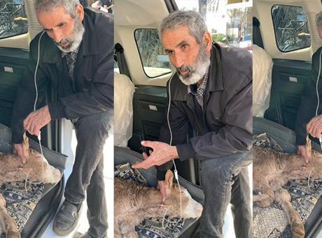 Batman'da Besici, Hastalanan Buzağısına Serum Takarken Uzun Hava Okudu