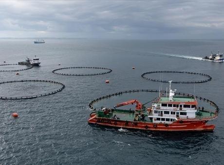 Karadeniz Su Ürünleri İhracatında Yeni Rekor: 28 Milyon Doları Geçti