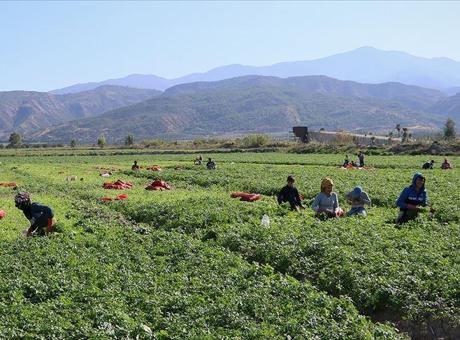 Tarımsal İşçilerin Ücretleri 2025'te Yüzde 37,8 Artacak