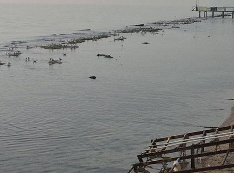 Tekirdağ'ın Altınova Mahallesi'nde Denizin Dipleri Ortaya Çıktı