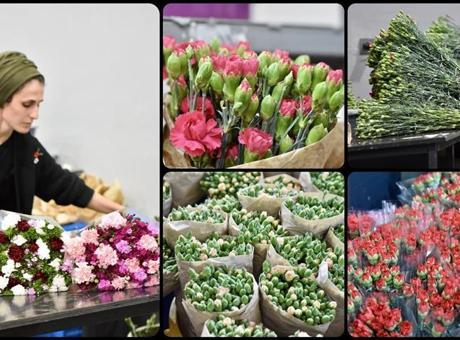 Türkiye, Dünya Kadınlar Günü İçin 35 Ülkeye 80 Milyon Dal Çiçek Gönderdi