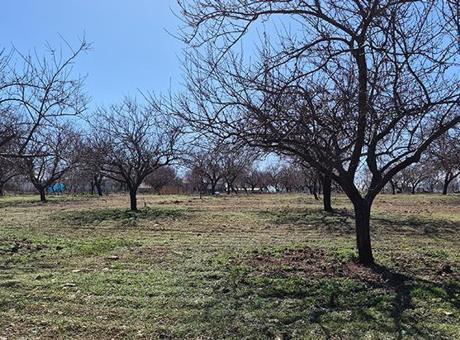 Kayısı Üretiminde Bu Yıl Yüksek Verim Beklentisi: Zirai Donun Etkileri Giderildi