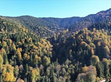 Türkiye'nin Orman Varlığına Yatırım: 2022'de 2,3 Milyar Lira Harcandı