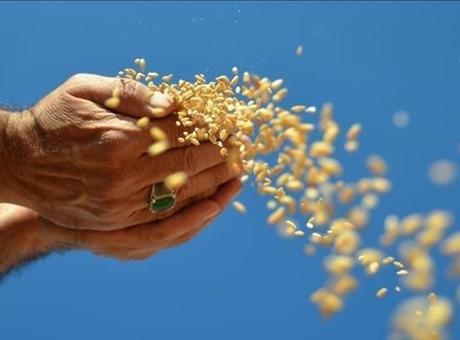 Türkiye'nin Hububat İhracatı İkiye Katlandı: 1,9 Milyar Dolar