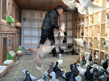 Memurluktan Güvercin Yetiştiriciliğine: Hasan Çetinkaya'nın İlginç Yolculuğu