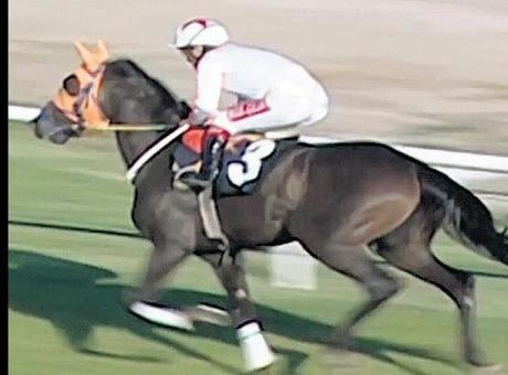 Yarış Atı Kavurması Skandalı: Atın Elektronik Kimliği Açığa Çıkardı