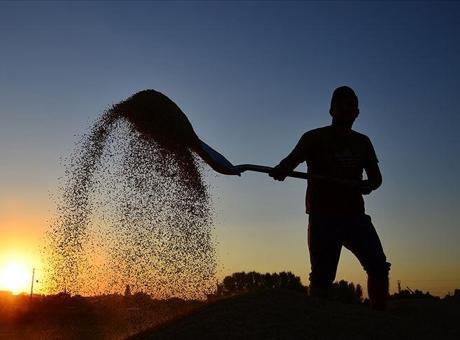 Bugün Çiftçilere 10,7 Milyar Lira Tarımsal Destek Ödemesi Yapılacak