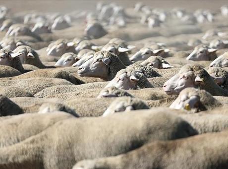 TİGEM, 120 Reform Küçükbaş Hayvanı Açık Artırma ile Satışa Sunuyor