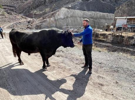 Artvin'de Güreş Arenasında Dev Boğalar İzleyici Bekliyor!