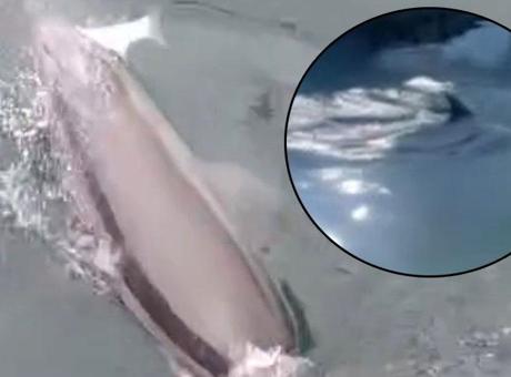 Bandırma Limanı'nda Yunus Şaşkınlık Yarattı: 'Ne Arıyorsun Burada?'