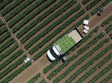 Tarımsal Girdi Fiyat Endeksi Ocakta Yükseldi: Artış Oranları Açıklandı