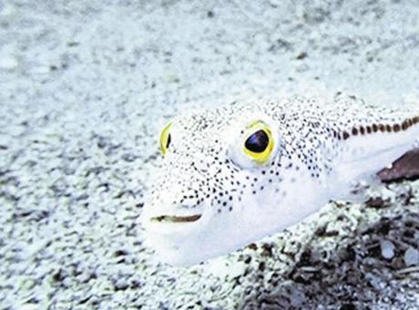 Türkiye'de İstilacı Türlere Karşı Yeni Eylem Planı Oluşturuldu