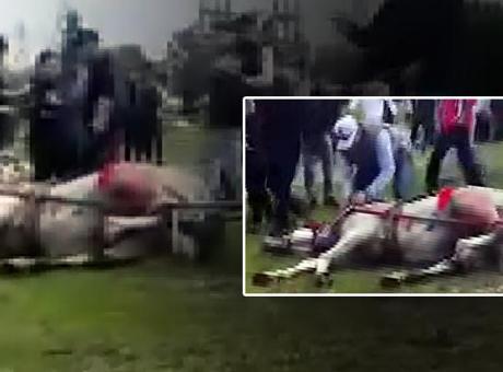 Adana'da Atlara Acımasız İşkence: İki Kişi Gözaltına Alındı