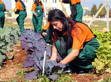 Çukurova'nın Tarım Lisesi: Geleceğin Ziraatçileri Burada Yetişiyor