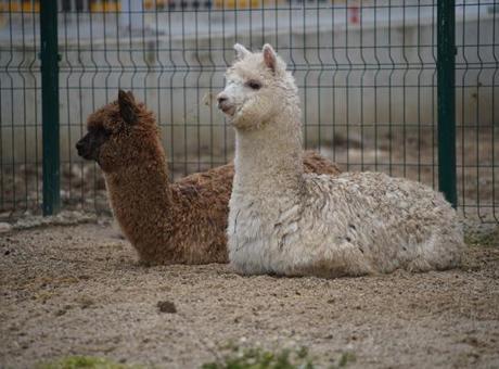 İpsala Sınır Kapısı'nda Şaşırtıcı Hayvan Operasyonu: Minibüste Alpaka ve Diğer Türler Ele Geçirildi