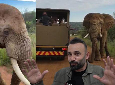 Türk Turistlerin Fil Saldırısı Korkusu: 'Sakın Dokunmayın' Uyarısı Hiçbir Şey İfade Etmedi!