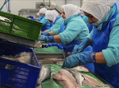 Su Ürünleri İhracatında Rekor Seviyeler: İki Aylık Veriler Umut Veriyor