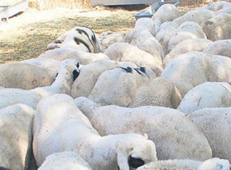 Kırsalda Bereket Sağlayacak Yeni Proje Başlatıldı