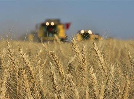 Türkiye İstatistik Kurumu, 2024-2025 Bitkisel Ürün Denge Tablolarını Duyurdu