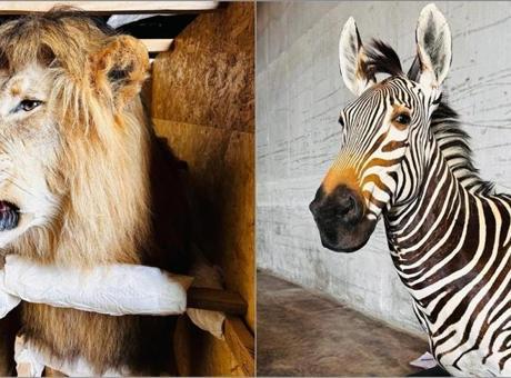 Tarım ve Orman Bakanlığı, Yaban Hayvanı Türevlerine El Koydu