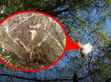 Antalya'da Çam Kese Tırtılı Tehdidi: Uzmanlardan Dokunmayın Uyarısı