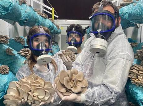 Hobi Olarak Mantar Yetiştiriciliğine Adım Attı: Yılda 1 Ton Hasat Elde Ediyor