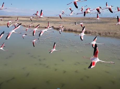 Kayseri’nin Flamingo Cenneti: Hürmetçi ve Sultansazlığı’nda Dronla Görüntülenen Kuşlar