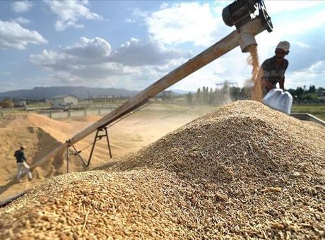 TMO Yeni Hasat Sezonu Öncesi Hububat Satış Politikalarını Açıkladı