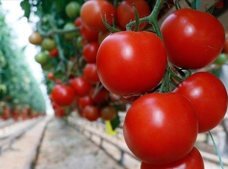 Türkiye'nin Domates İhracatında İlk Çeyrek Başarısı: 180 Milyon Dolar